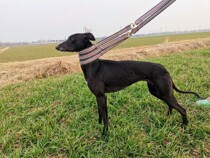 Görling Dogs Whirlpool Dog Special Integrated Rope Walking Dog Anti - - off Tensioning Traction Rope Rope Race Special