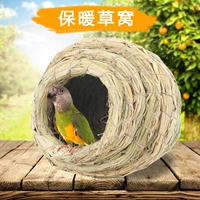 Tiger Parrot Bird Gond