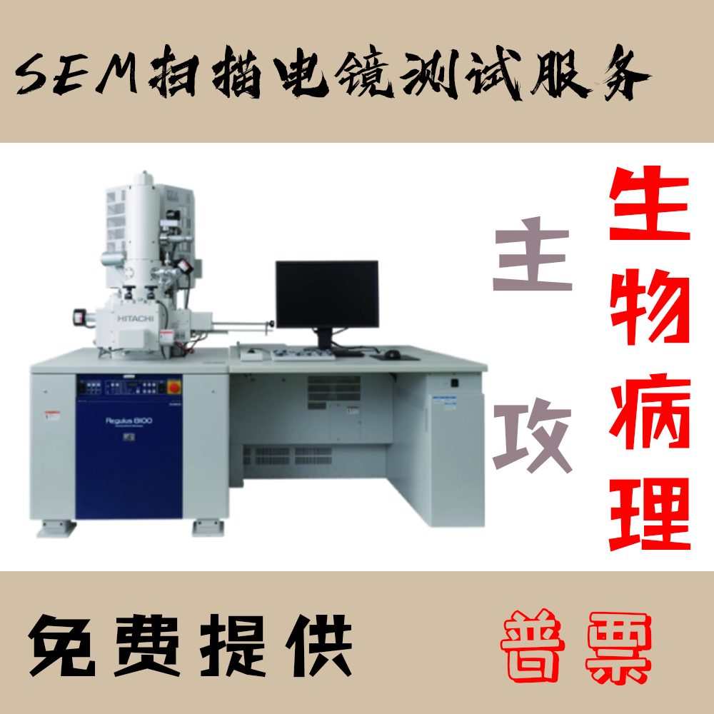 sem扫描电镜测试服务 专业生物病理测样 电子显微镜 可开正规发票