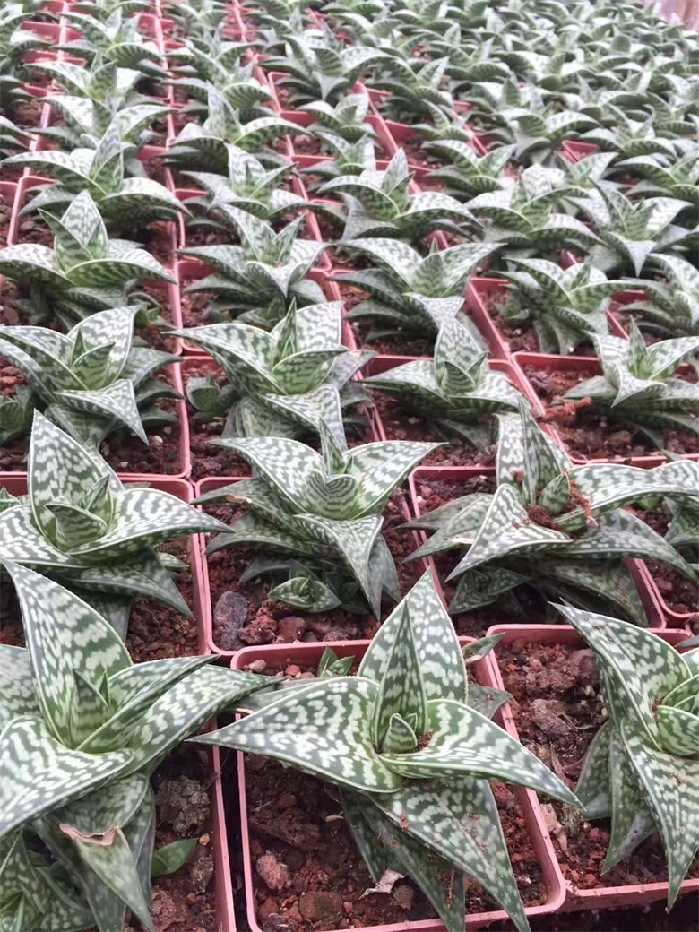 翠花掌多肉植物王妃翠花掌姬千代田錦室內淨化空氣蘆薈植物 翠花掌多肉植物王妃翠花掌姬千代田錦室內淨化空氣蘆薈植物