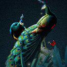 The permanent lifetime version of the work card card only supports Android and Hongmung system does not support Apple phones