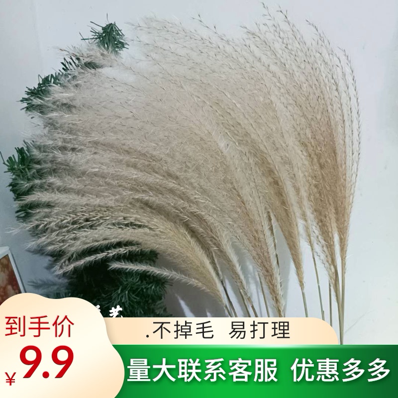 Reed dried flowers Living room home decoration Wedding scene decoration Floor-to-ceiling ornaments Wedding photo bouquet props