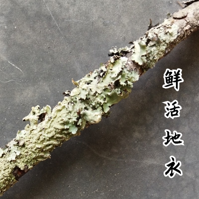 青藏高原地衣多样性研究为何如此重要？