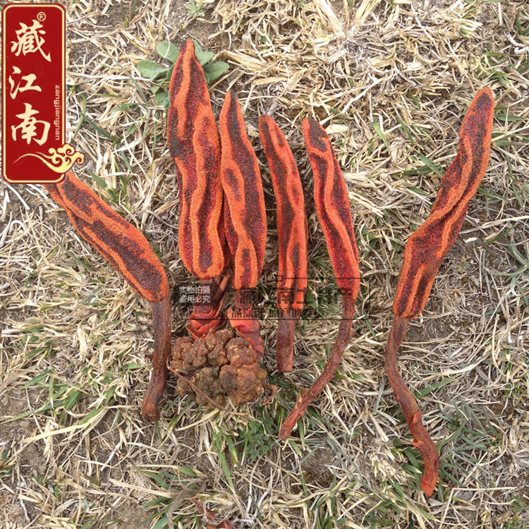 Tibet Special production Back to spring grass not old grass Top of grass Grass Cistanche Deservegrass sequel Back to heart Grass Bubble Wine 250 gr