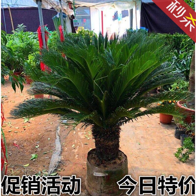 Iron tree plant outdoor large large outdoor potted iron tree Iron tree bonsai Iron tree small living room potted four seasons