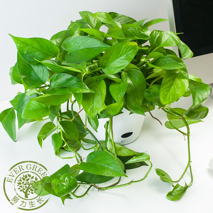 长藤绿萝盆栽花卉室内垂吊植物客厅净化空气除