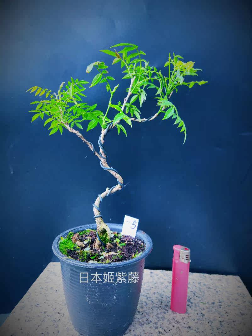 日本紫藤日本姬紫藤也叫小藤葉子小植株緊湊適合做小品盆栽