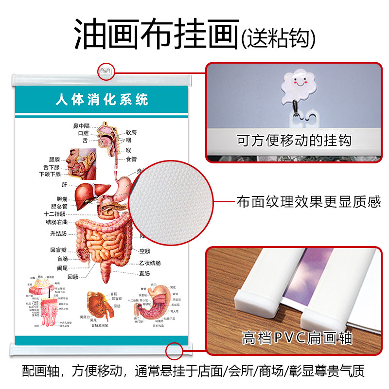 Human Body System Colorful Anatomy Wall Chart Digestive System Structure Diagram Viscera Organ Medical Promotional Poster