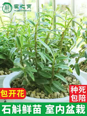 Huoshan Dendrobium officinale fresh seedlings potted landscape indoor open orchid fragrance desktop seed flower green plant can be cut edible