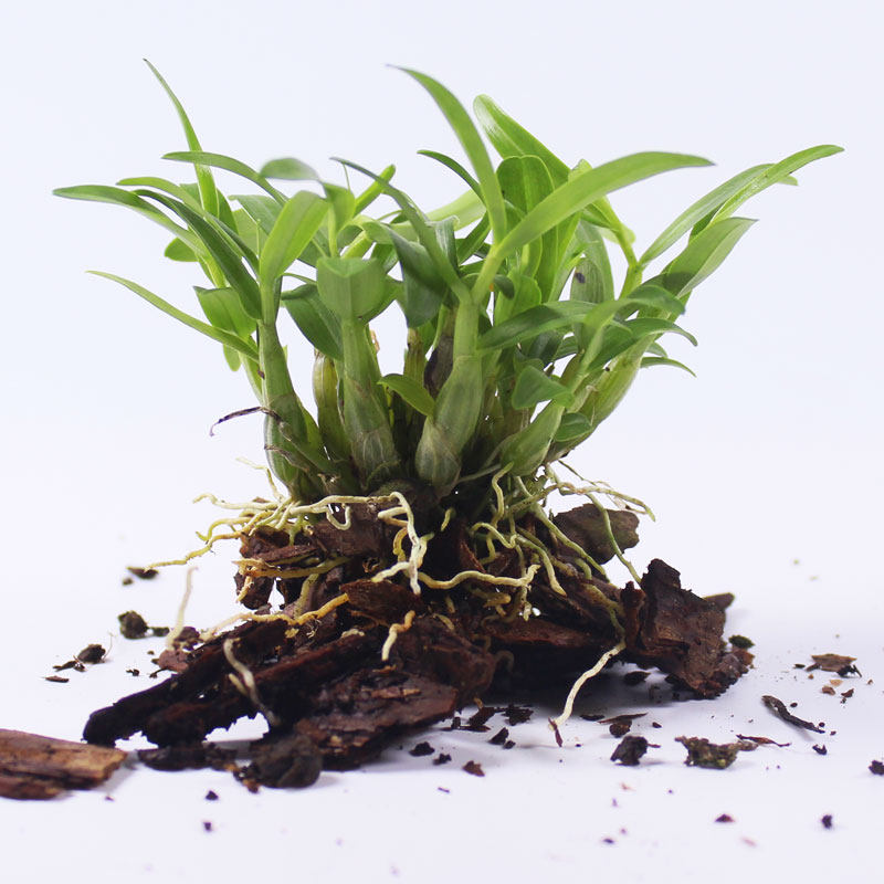 Hooshan originated in the Mi - Dendum - denum plant in 3 years 12 forests to plant non - ferrous denum seedlings