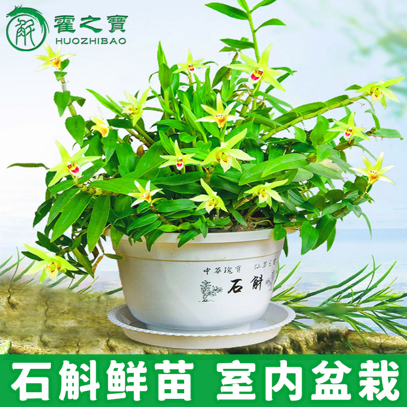 Huoshan Dendrobium officinale fresh seedlings Bonsai Plant 4 years old 25 dendrobium orchid flowering incense planting with flower indoor seedlings