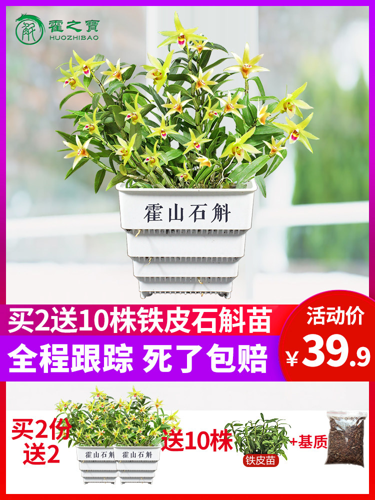 Dendrobium huoshan Dendrobium flower dendrobium seedlings potted 3 years planting seedlings 20 edible indoor seedlings