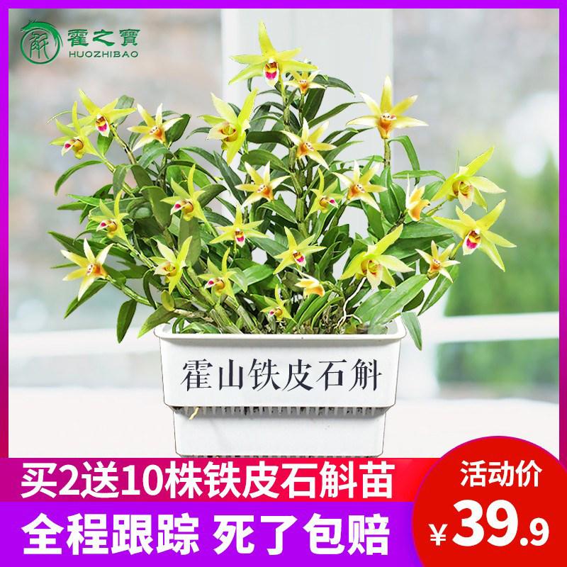 Huoshan original iron skin dendrobium flower dendrobium seedling potted plant 3 years planting seedlings 20 edible indoor large fresh seedlings