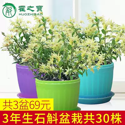 Huoshan iron-skinned Dendrobium seedlings for 3 years 30 indoor green plants, potted orchid plants, Golden Pueraria hydroponics
