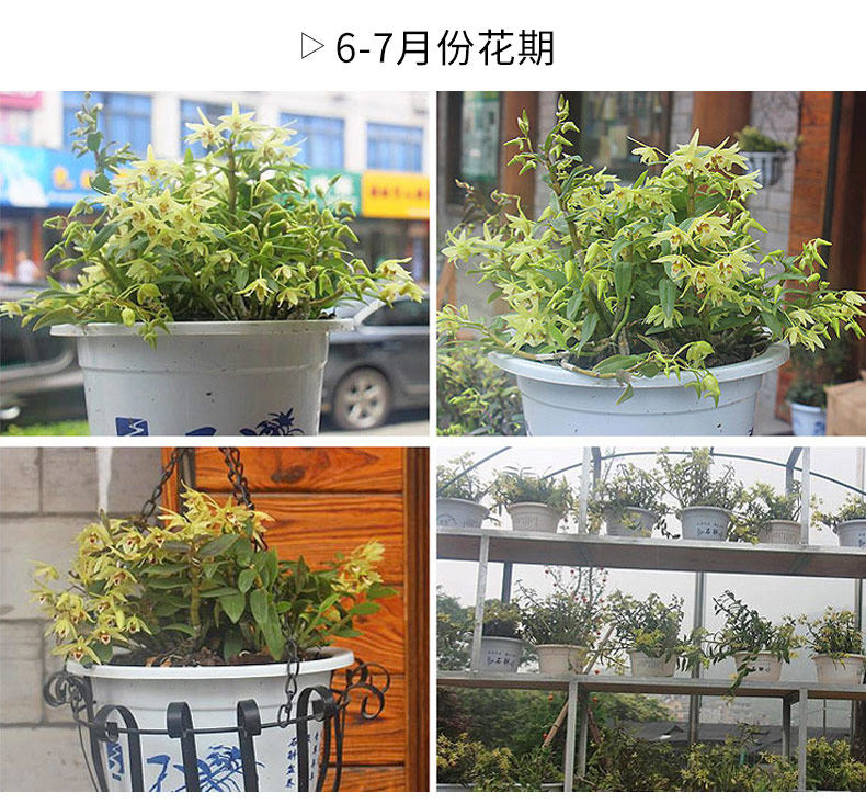 0701 Саженцы 3 горшки 790_14.jpg