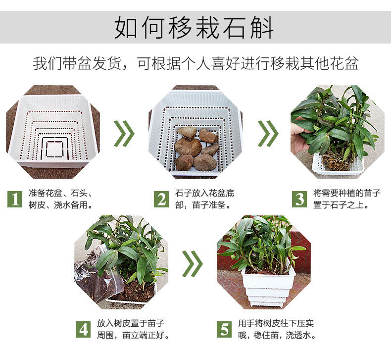 0701 Саженцы 3 горшки 790_15.jpg