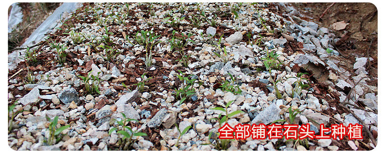 0226 Iron 4 Miao 790_21.jpg