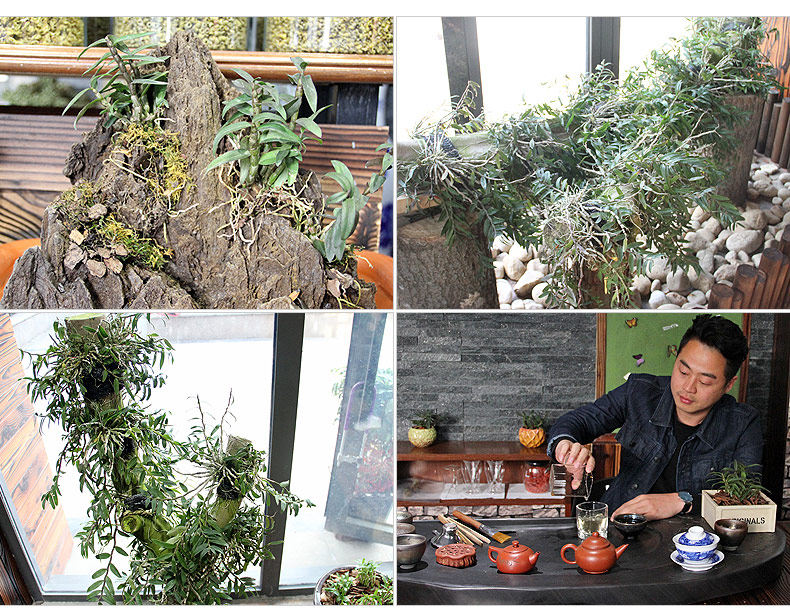 0701 Саженцы 3 горшки 790_09.jpg