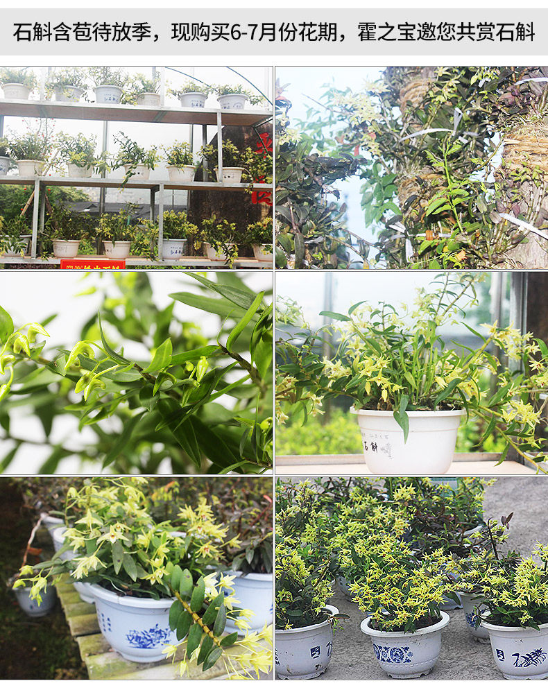 0518 Miaozi 790-Figure 2.jpg