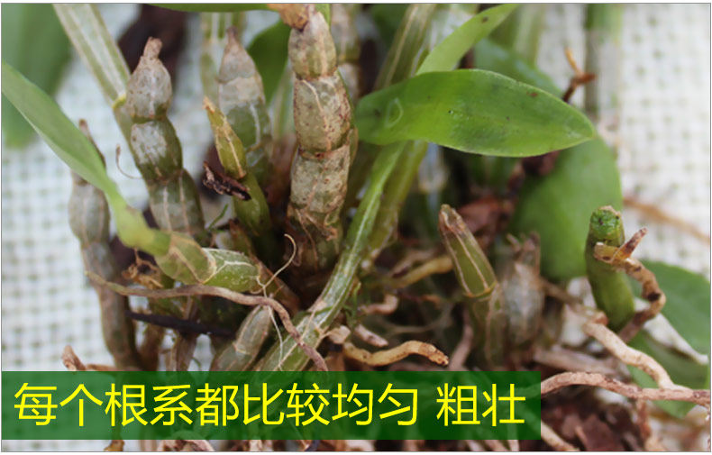 0226 Iron 4 Miao 790_11.jpg