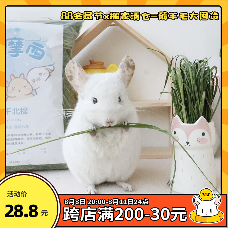 Drying Timothy Hay Dragon Catty Rabbit Dutch Pig Herd 2022 Northern Raise Fiber Grinding Tooth 500g