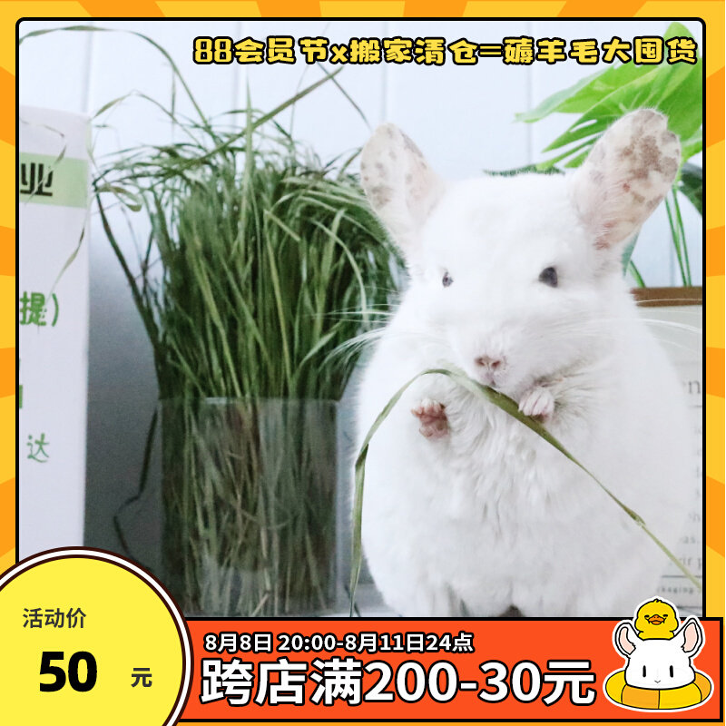 Helda Guoti Titi Moses Hay Dragon Rabbit Dutch Pig Drying High Fiber Grass Grinding Teeth Scramble Gastroenteric