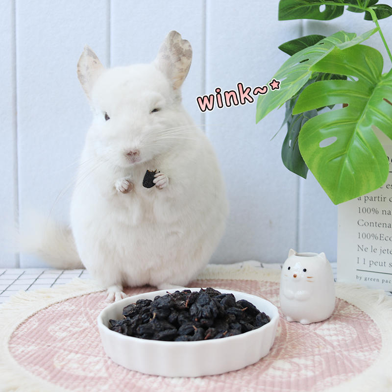 Black Currant Dry Dragon Cat Guinea Pig Hamster Squirrel Rabbit snacks to enhance small darling immunity Immunity Palatable 