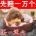 Bốn mùa Teddy Kennel Bông trong nhà Den Chó nhỏ và vừa Pet Petel Dog Bed Cat Kennel Có thể tháo rời Chó Kennel Dog Mat - Cat / Dog hàng ngày Neccessities