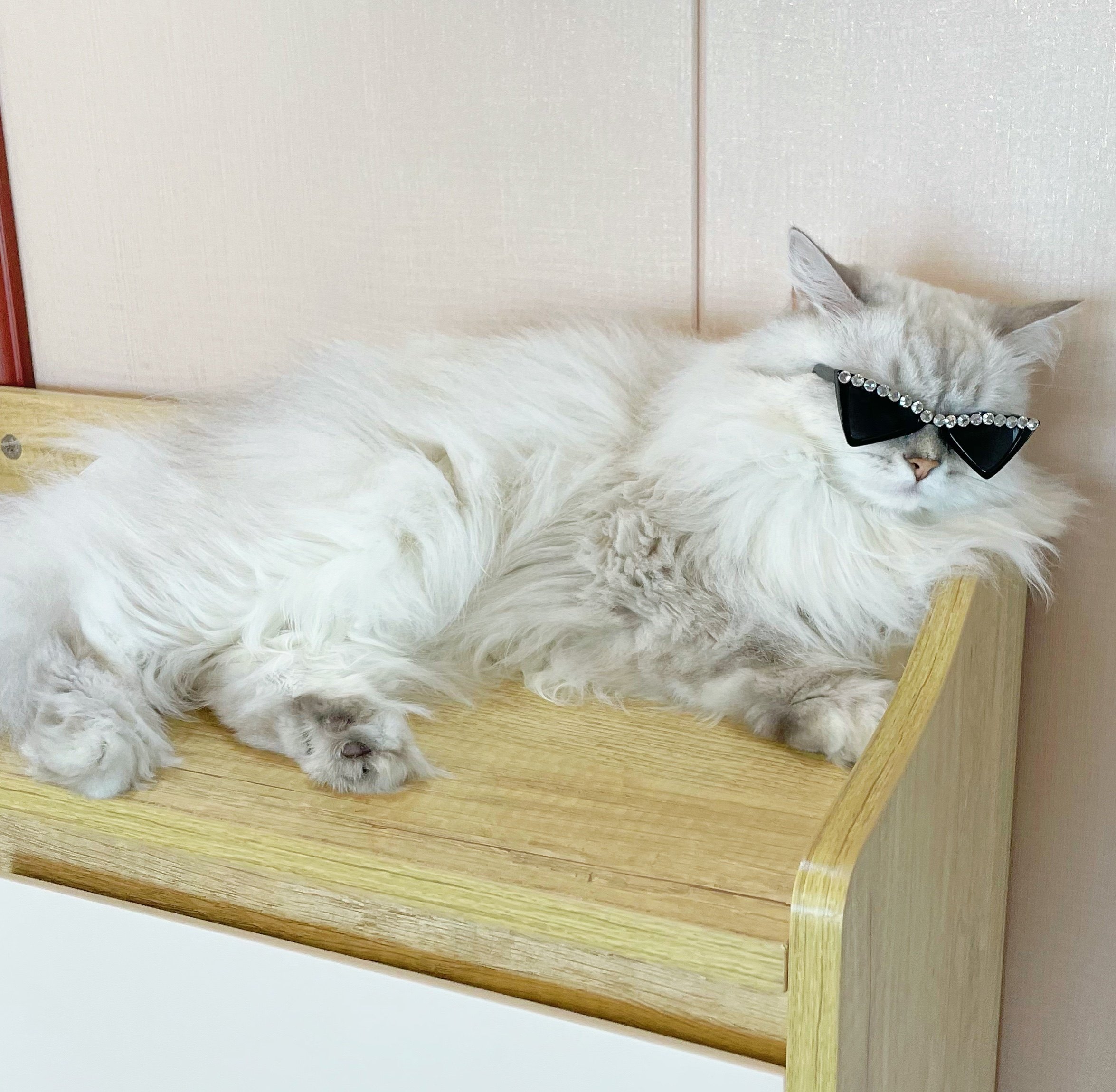 救命！这届宠物太会整活了！猫咪戴眼镜狗狗戴墨镜，拍照直接封神💥-其它服饰配件-淘宝好物网, image size:2350x2300