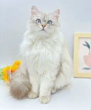 Новые маленькие очки для кошек, классные фотосъемки знаменитостей в Интернете, персонализированные модные аксессуары, забавный реквизит для домашних животных, очки для собак