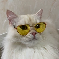 Солнцезащитные очки, кукла, аксессуар, кот, домашний питомец, кошки и собаки