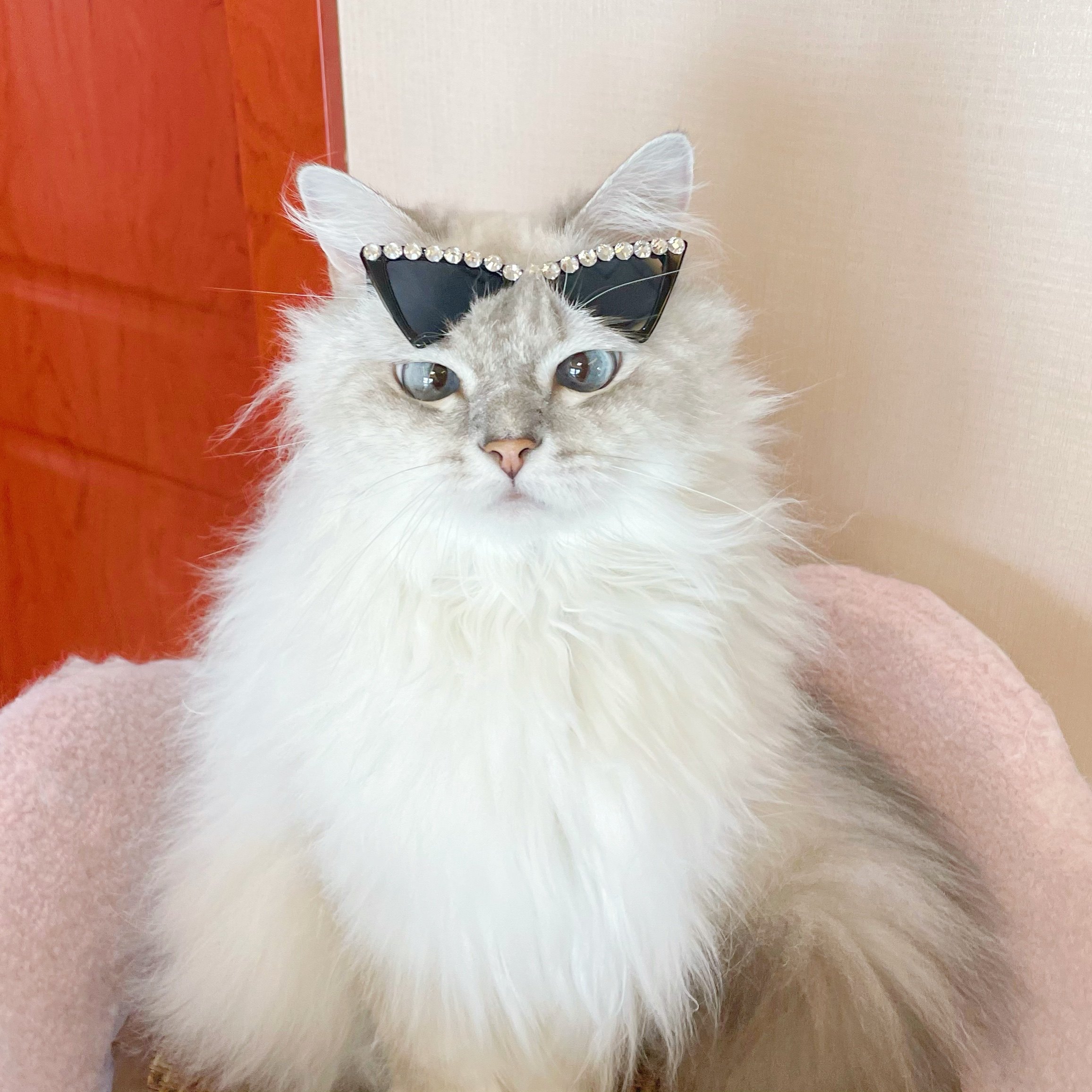 救命！这届宠物太会整活了！猫咪戴眼镜狗狗戴墨镜，拍照直接封神💥-其它服饰配件-淘宝好物网, image size:2313x2313