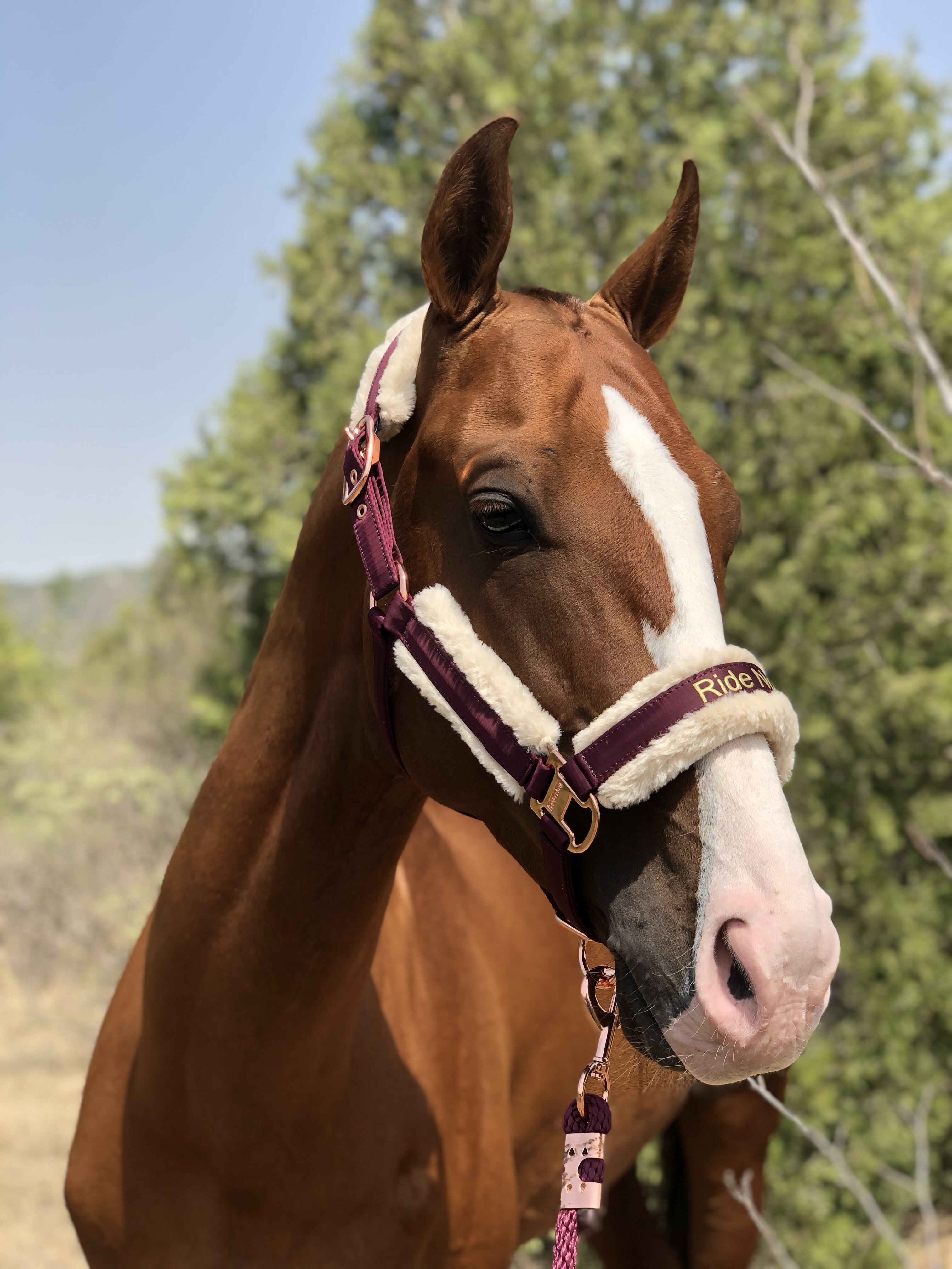 European memory fabric wool horse bridle lead horse bridle horse bridle soft and comfortable large, medium and small wool detachable