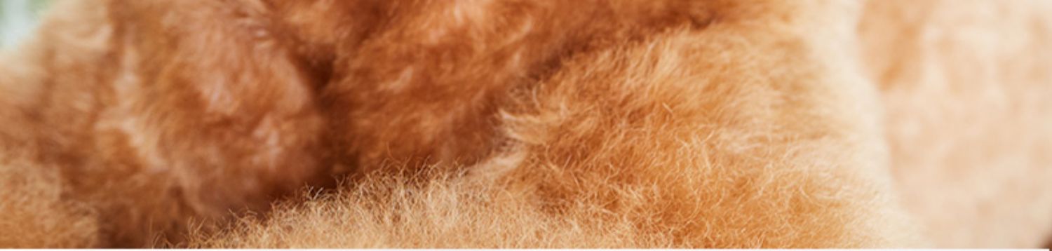 Thức ăn cho chó trưởng thành chó nhỏ đặc biệt Teddy phổ quát thức ăn cho chó trưởng thành - Chó Staples mua thức ăn cho chó