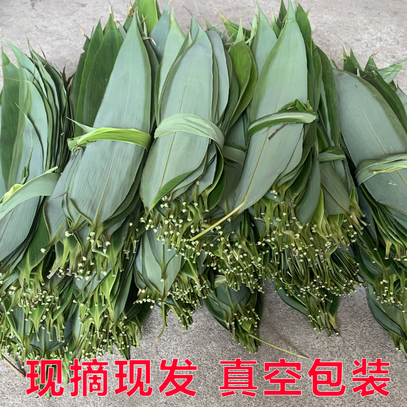 江西现摘粽叶！端午必备！野生大号箬叶100片超值囤货攻略！-粽叶-淘宝好物网