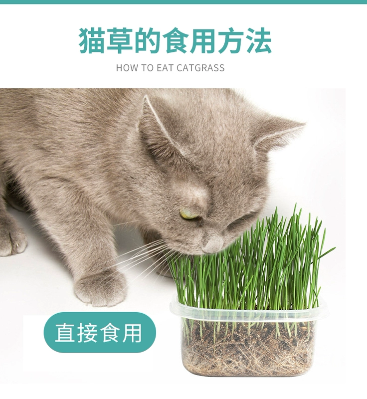 Cat Grass Catnip Seeds Peppermint Powder Cat Snacks Cat Hair Removal Lúa mì Trồng mèo - Đồ ăn nhẹ cho mèo