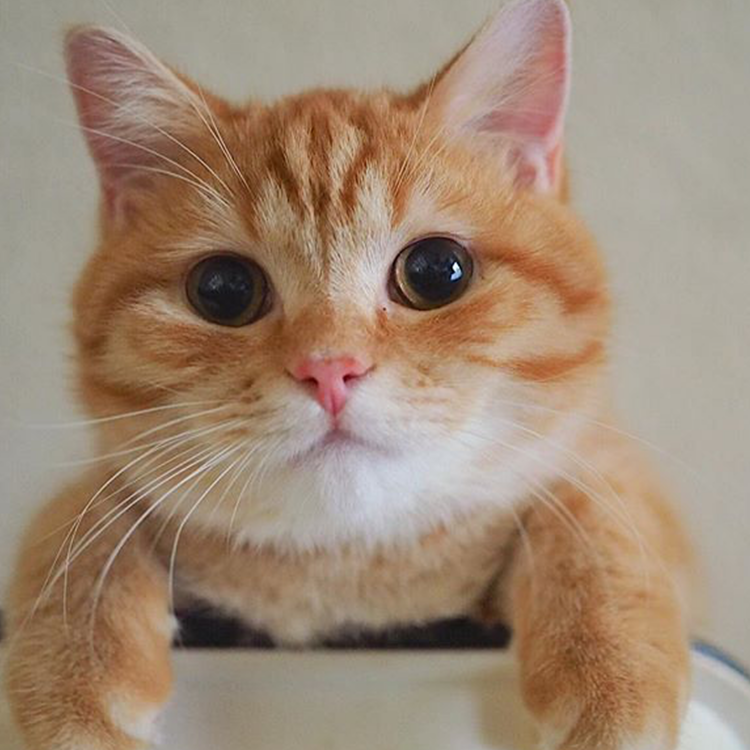 猫主子对我的沙发下手了!!!—新品体验