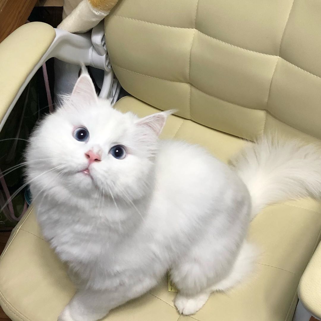 猫咪天天舔毛食欲不振怎么办