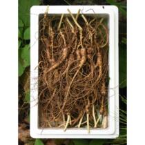 Changbai Mountain wild fresh understory seed old wild ginseng residual 15-20 years old wild ginseng half a catty gift box