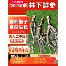 Freshly dug 20-30-year-old fresh understory ginseng wild ginseng pruned Changbai Mountain ginseng fresh ginseng old ginseng soaked in wine and soup