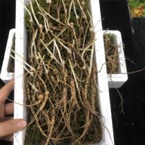 Changbai Mountain fresh understory ginseng 60g 32 toothpick ginseng slightly residual ginseng