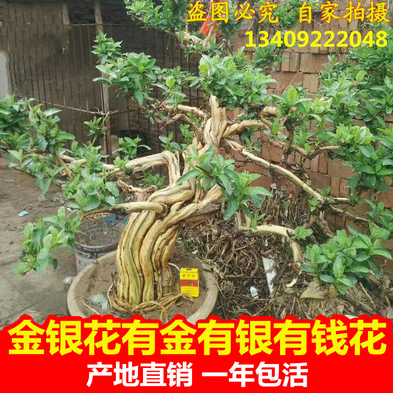 河南君禾金银树原产地批发