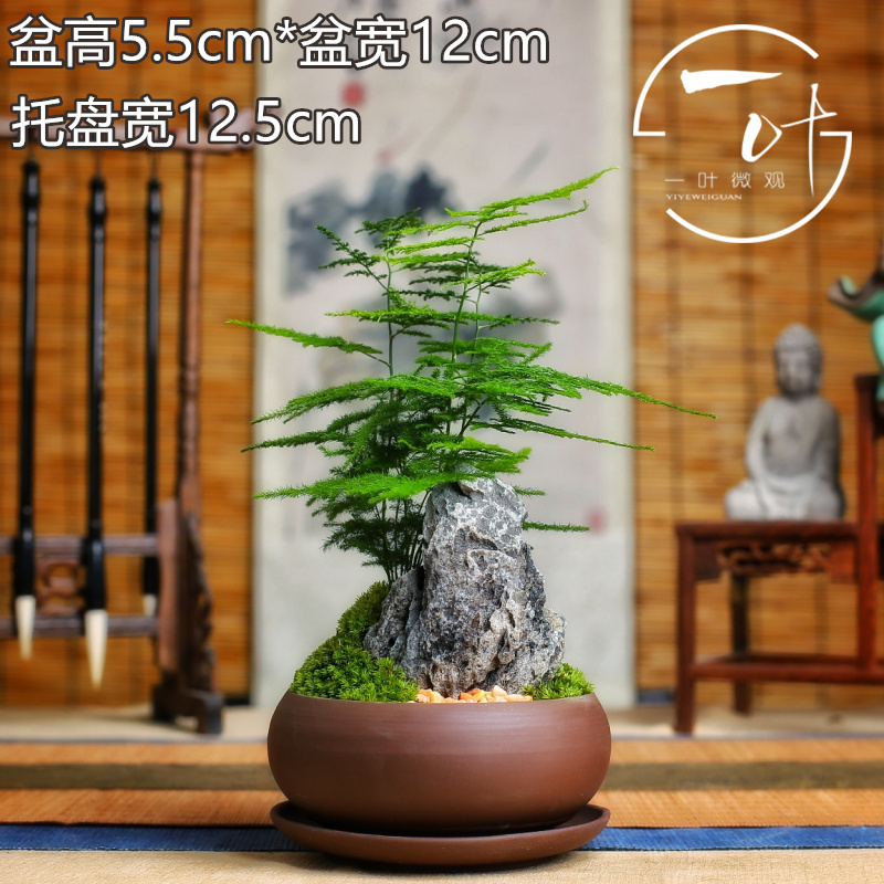 Lùn nhỏ tre nhỏ chậu tre trong nhà hoa màu xanh lá cây cây cảnh đám mây tre bàn trà trang trí hoa chậu vi cảnh - Trang trí nội thất phụ kiện trang trí bàn làm việc
