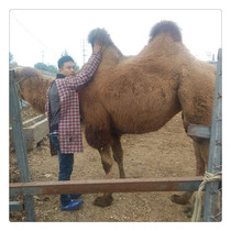 Tourist attractions rent camel price rental live bimodal camel how much money ecological garden Camel Live