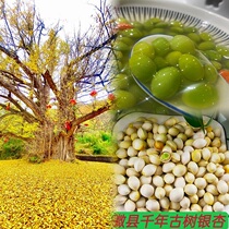 Gansu Provinces Longnan City emblem County Tian River Millennium ancient tree gingko fruits 500g to buy 2 catties for 1 catty
