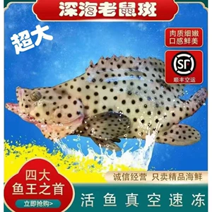 Морепродукты Хайнаня, четыре главных рыбных короля, морской морской окунь с крысиными пятнами, горбатый окунь, свежий, замороженный, бесплатная доставка по Сан-Франциско.