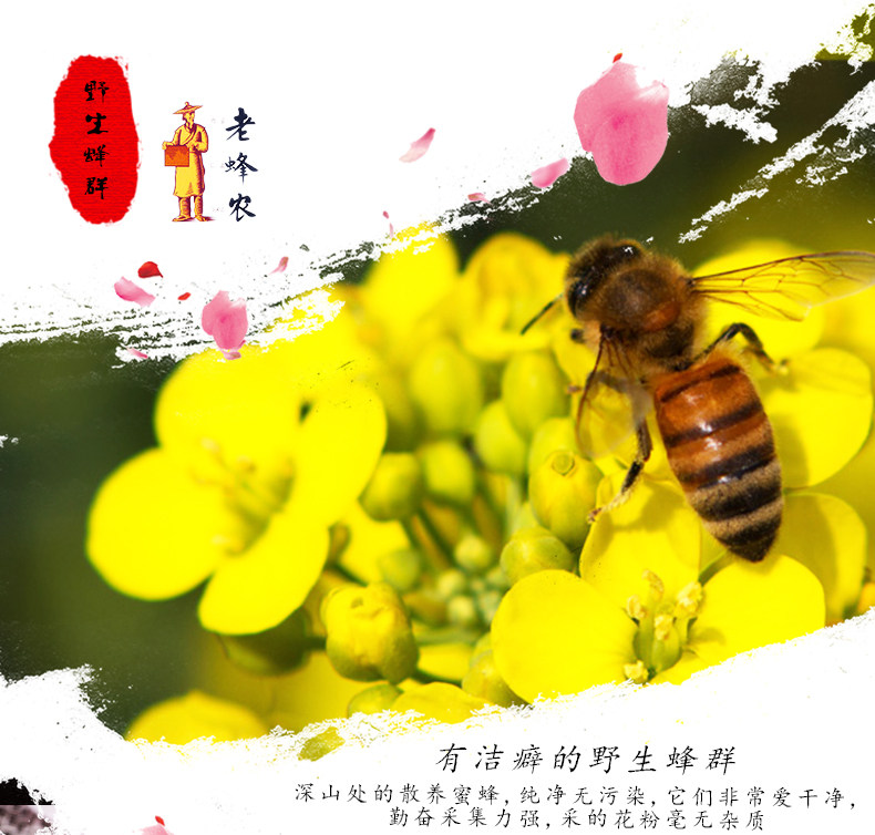 Подробная информация о рапсе Pollen_05.jpg
