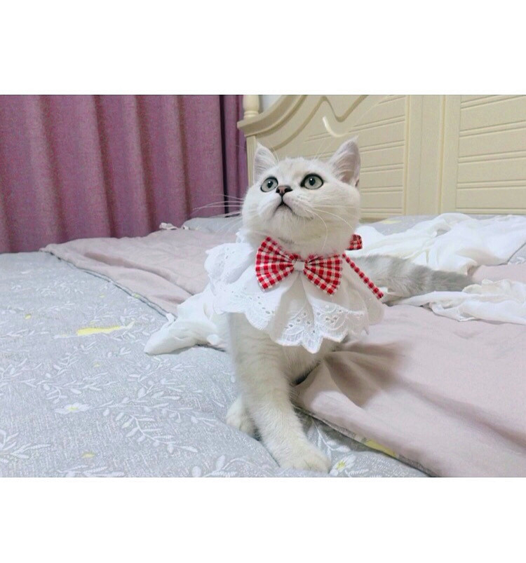 Pet Princess Money Lace Bib checkered butterfly knots sweet and cute white pure cotton saliva towel scarves thin