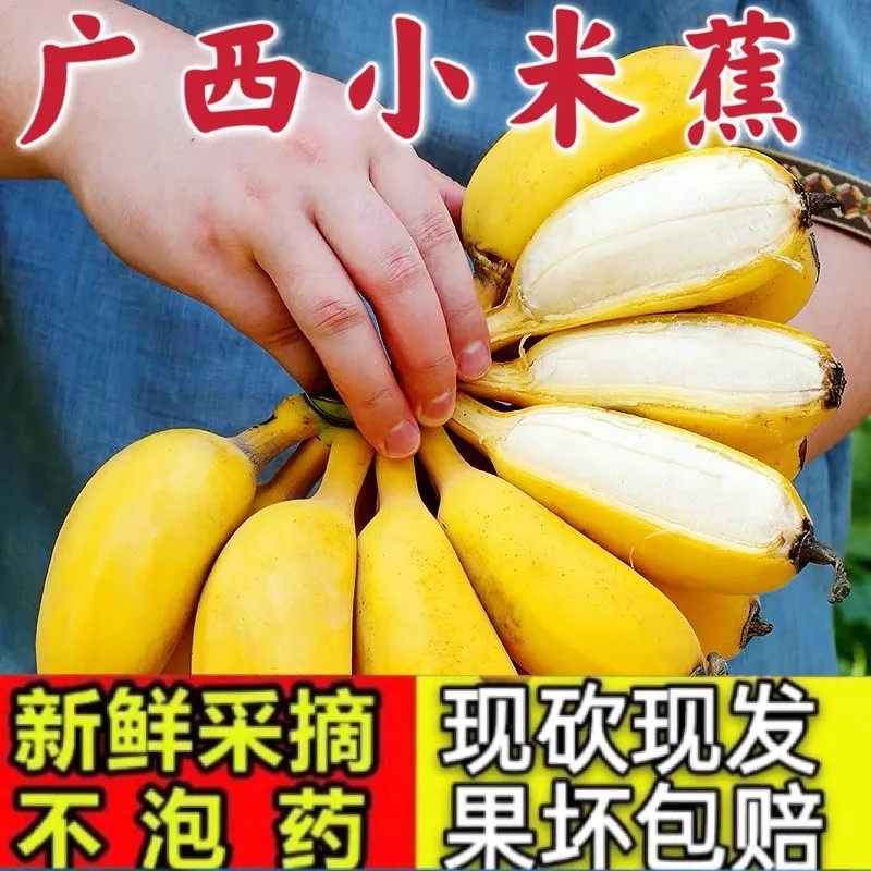 Guangxi Millet Banana's Season Fresh Fruit Apple Banana Banana