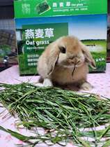 2021 dried oat grass tender seedlings domestic green Australian wheat rabbit ChinChin forage can replace Timothy net weight one catty